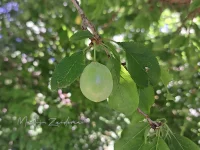 [Prunus]
